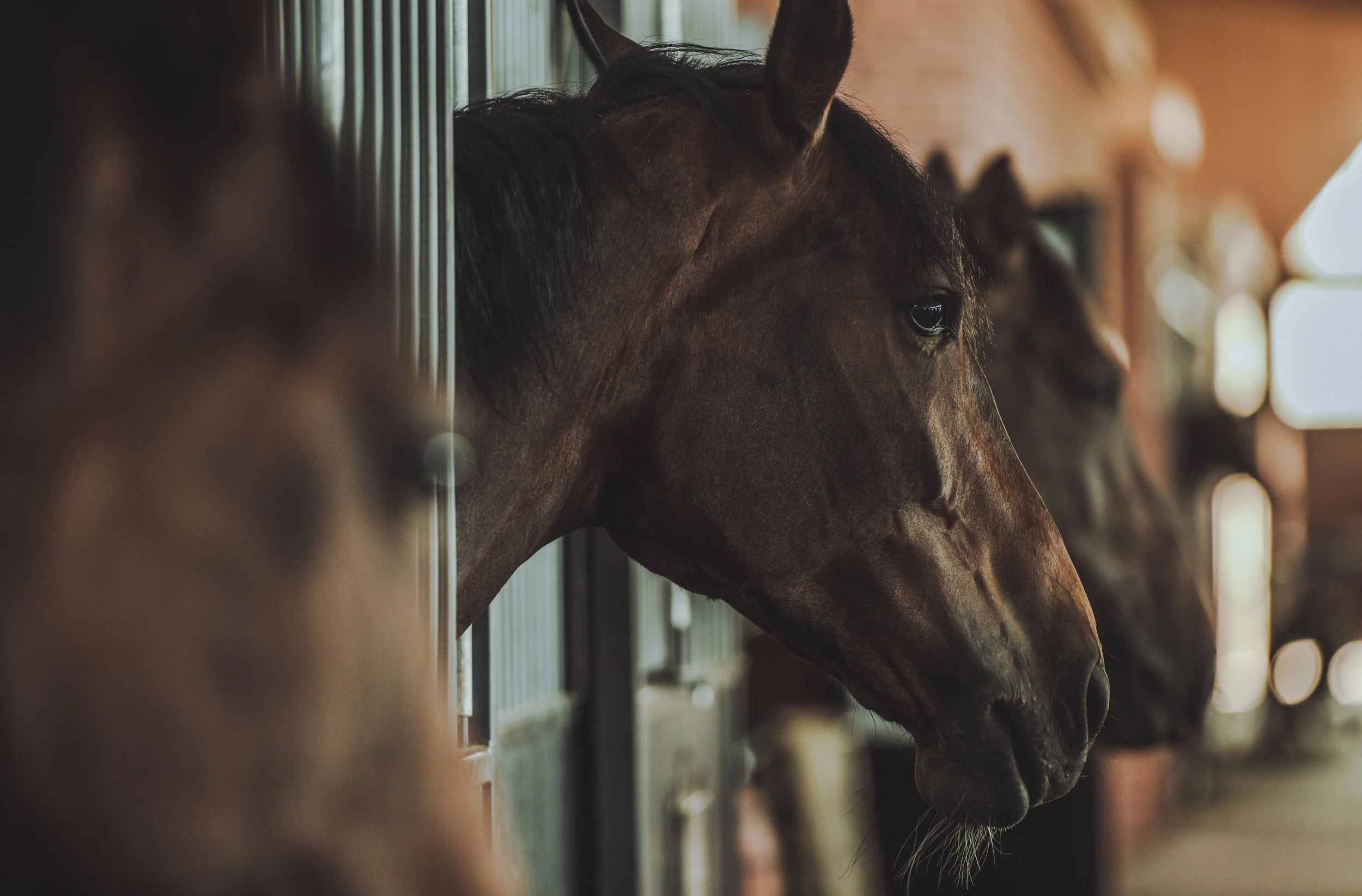 A row of horse heads looking out from a stable, with the focus on the second horse from the left, showing a close-up of its head.