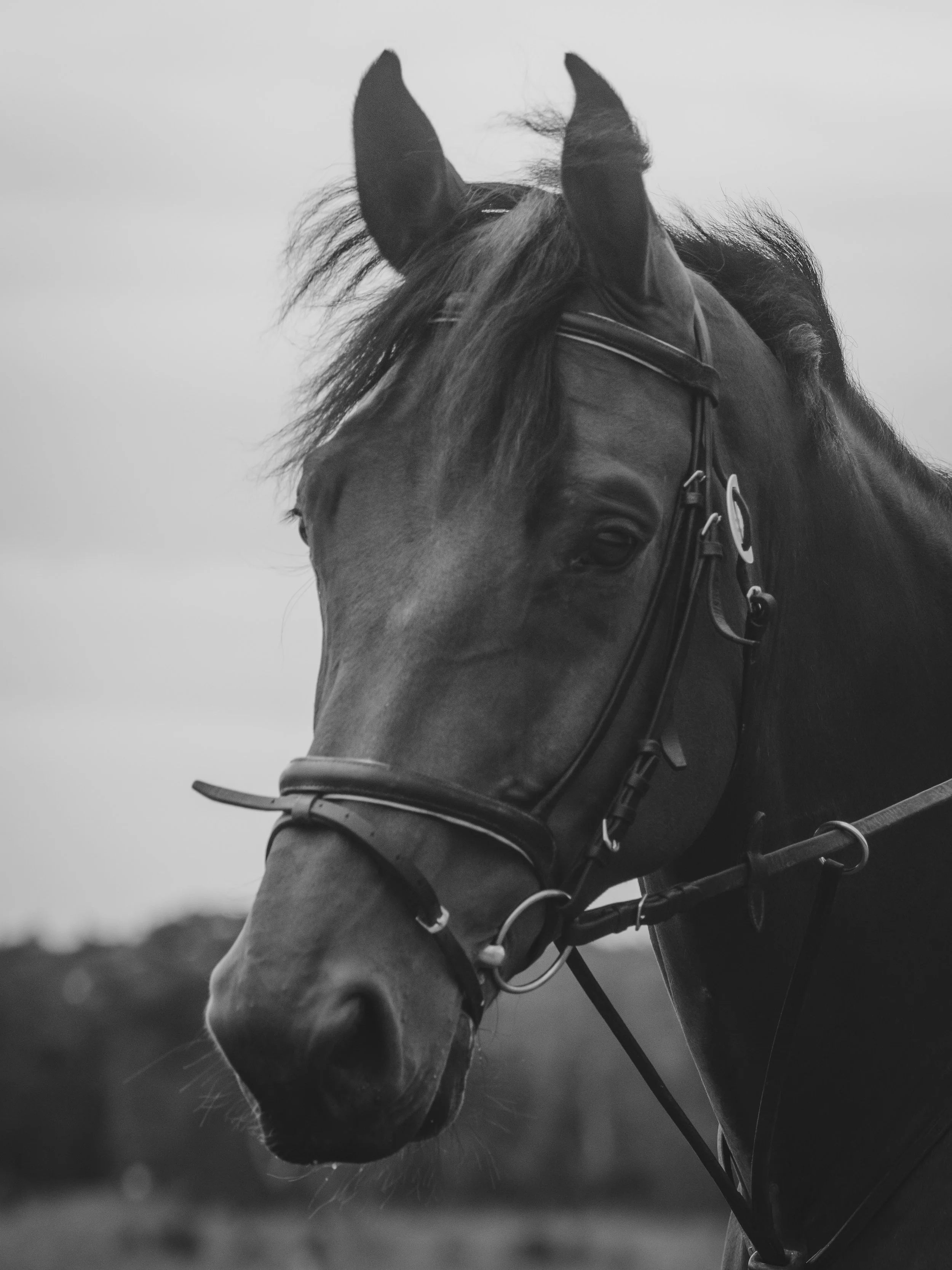 A close-up black and white photo of a horse wearing a bridle, with focused eyes and ears upright, standing outdoors.