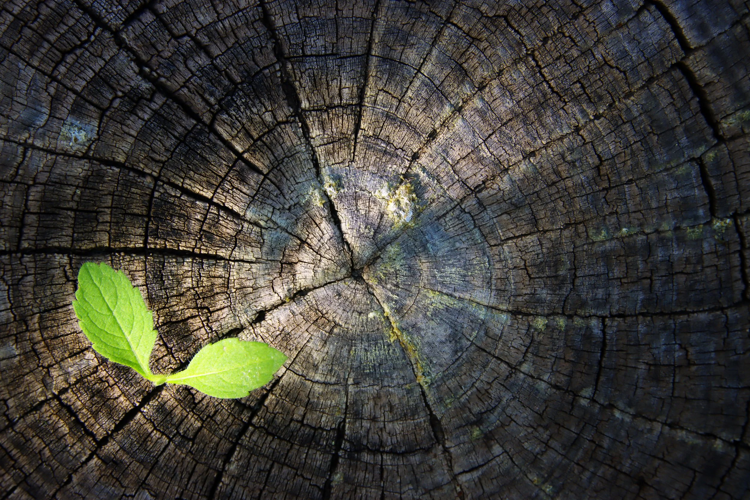 Close-up of a cross-section of a tree trunk showing growth rings and a small green leaf.
