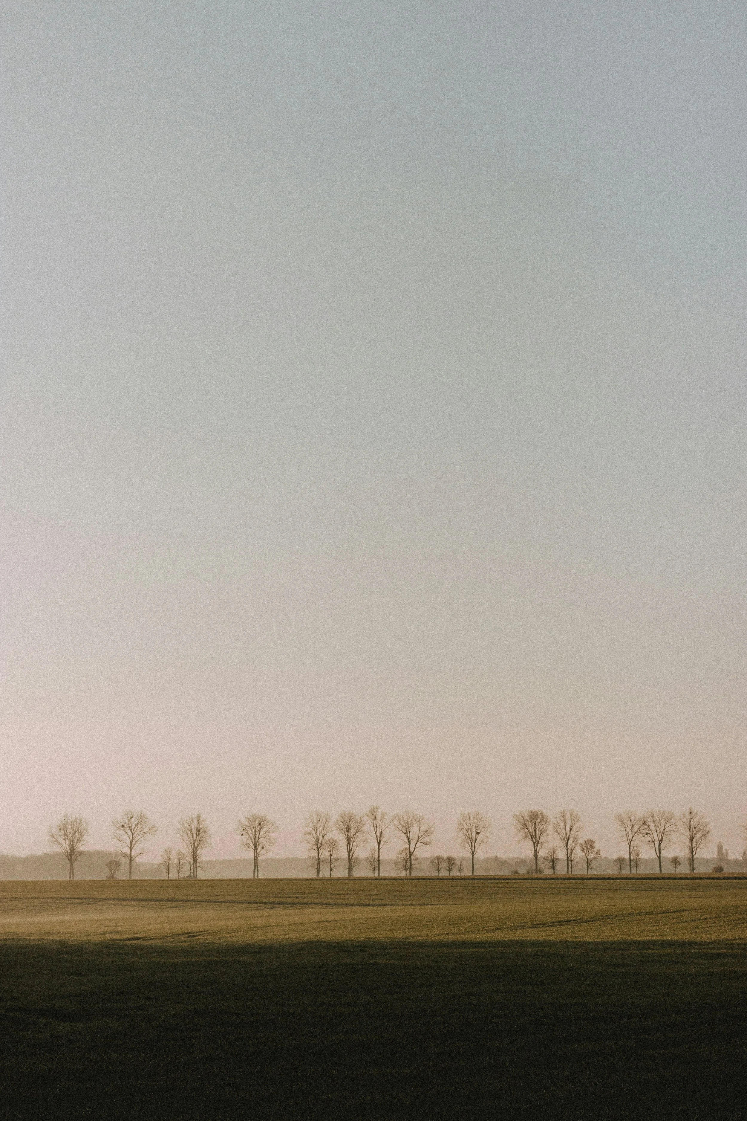Open field with barren trees in the distance under a clear sky at sunset or sunrise.