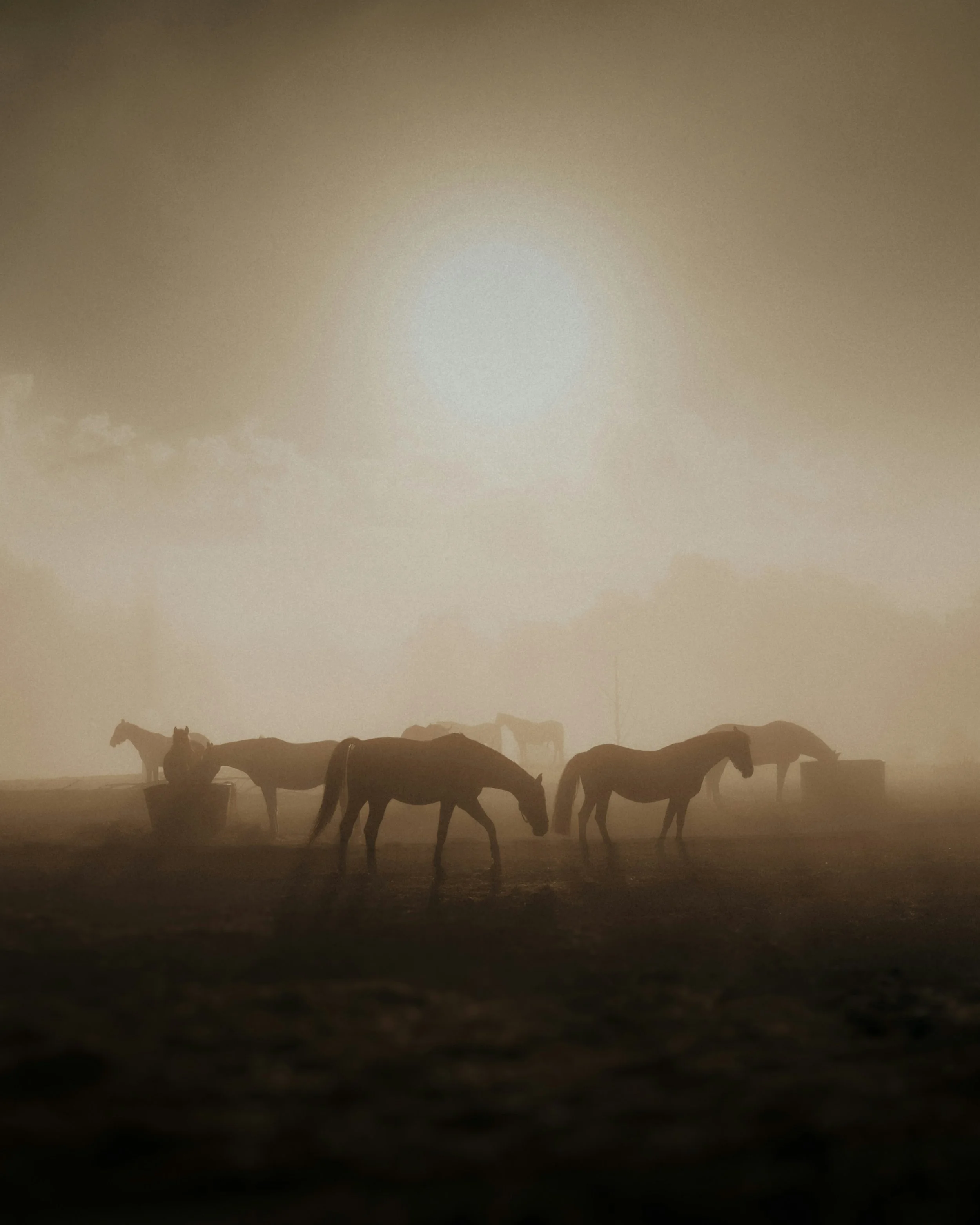 Horses grazing and drinking water in a dusty, sunset-lit landscape.