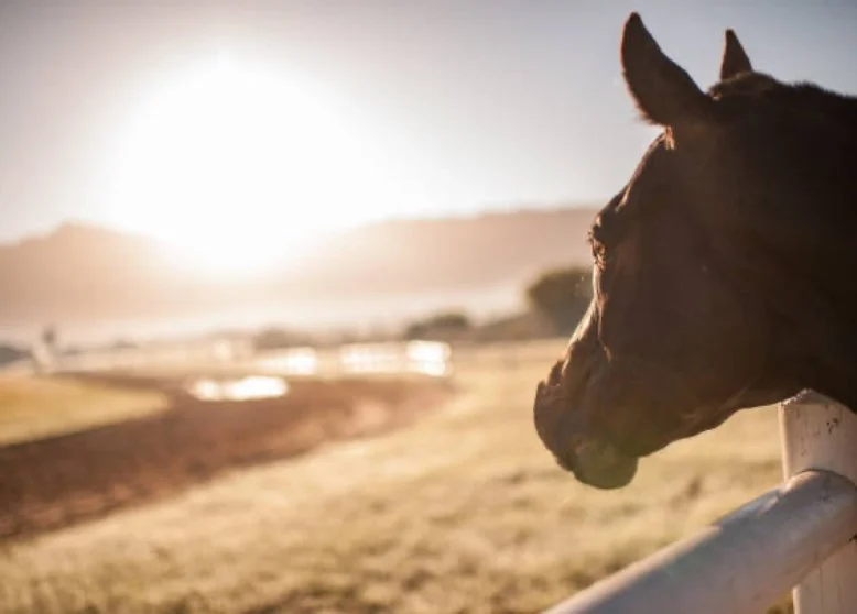 Profile of a dark brown horse leaning on a white fence at sunset on a farm with fields in the background.