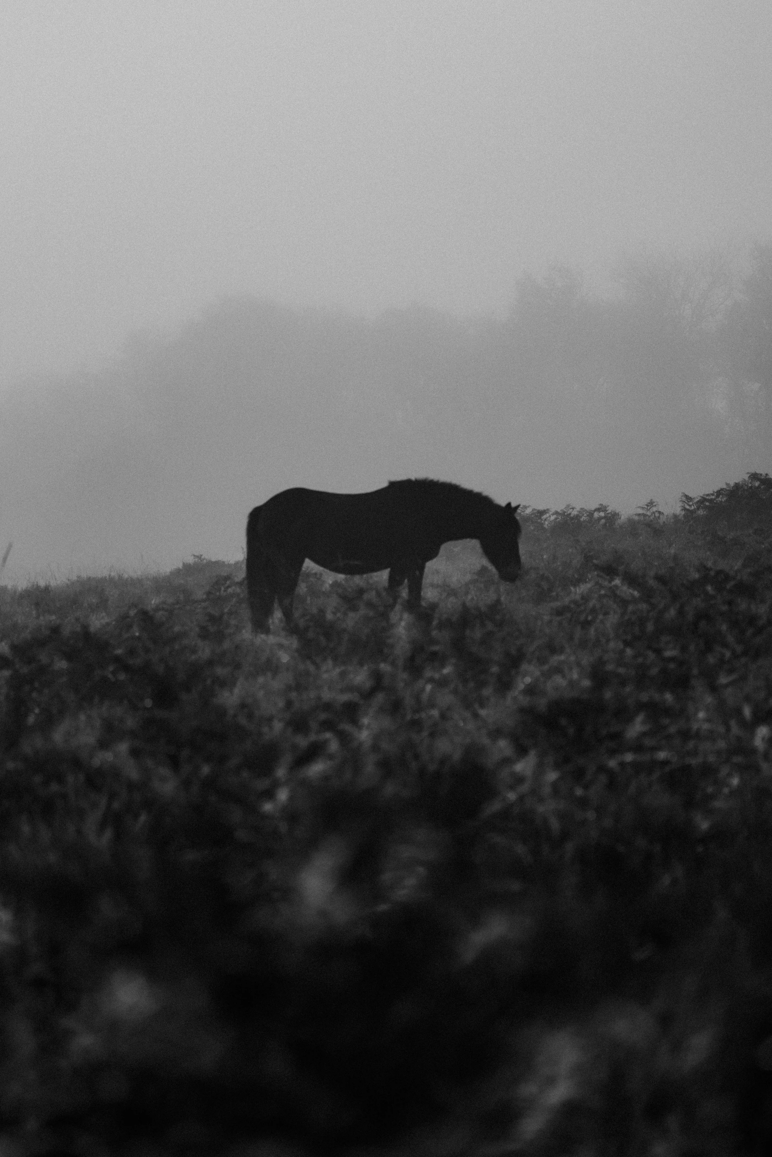 Black horse grazing on grass in a foggy field.