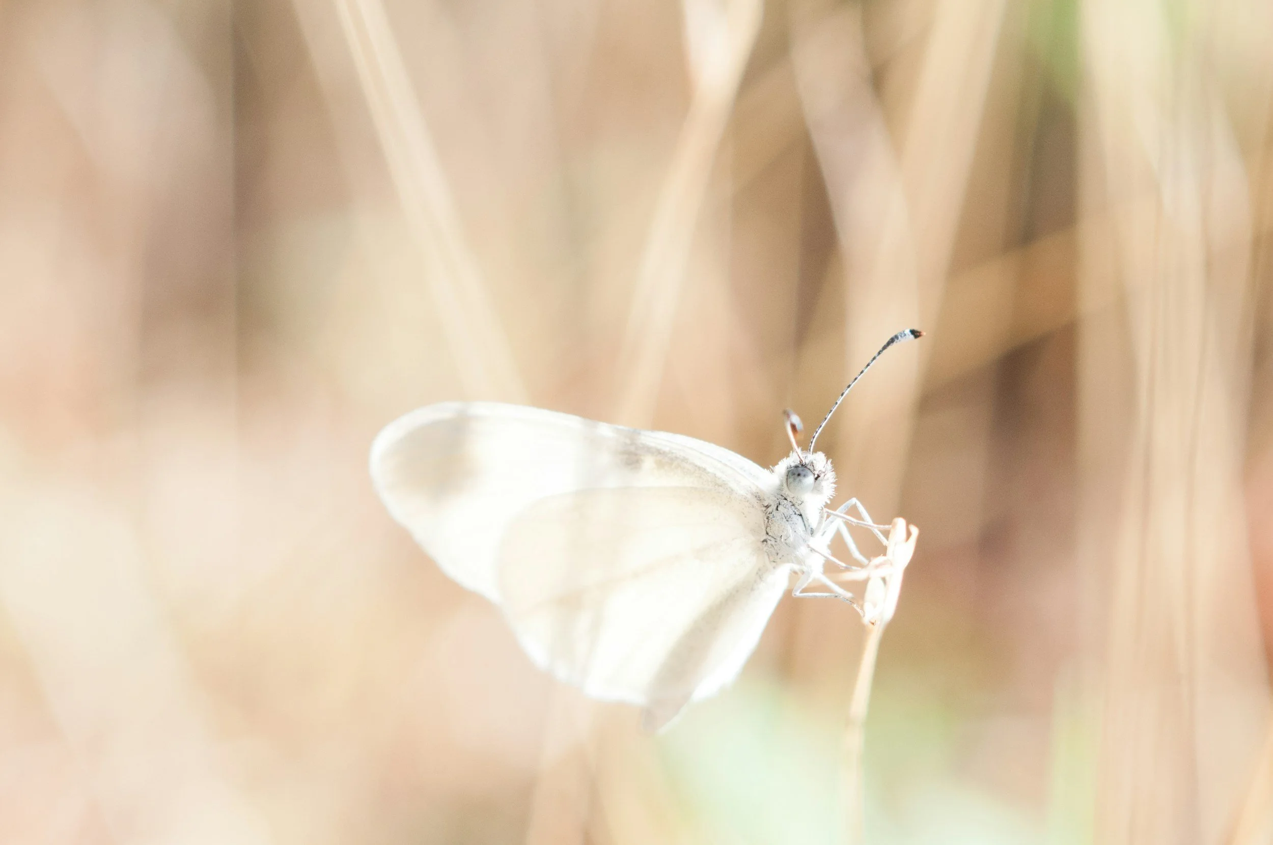 A close-up of a white butterfly perched on a thin plant stem, with blurred brown and tan background.