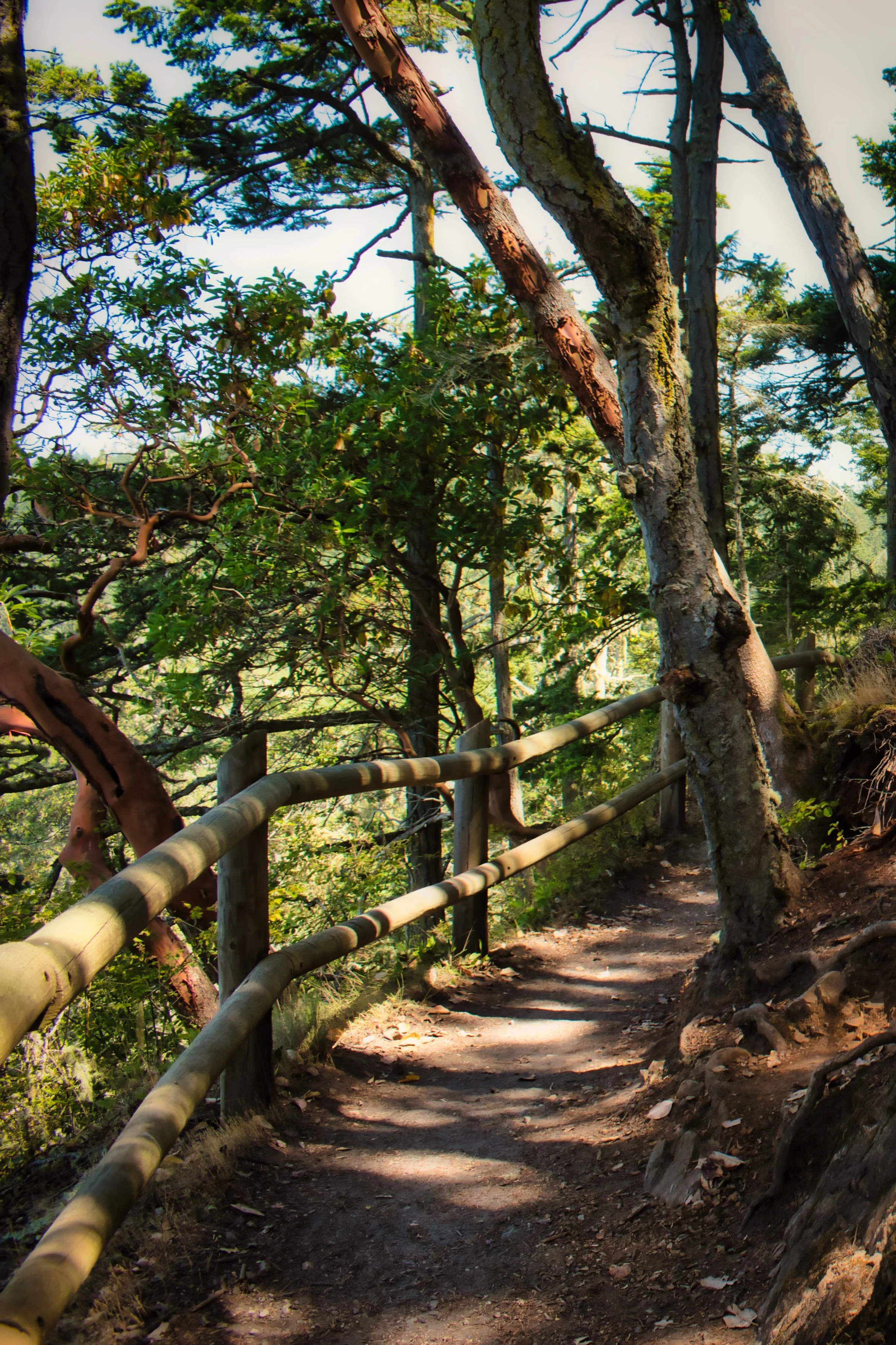 A sunlit dirt trail winding through a forest with trees, bushes, and wooden railing on one side.