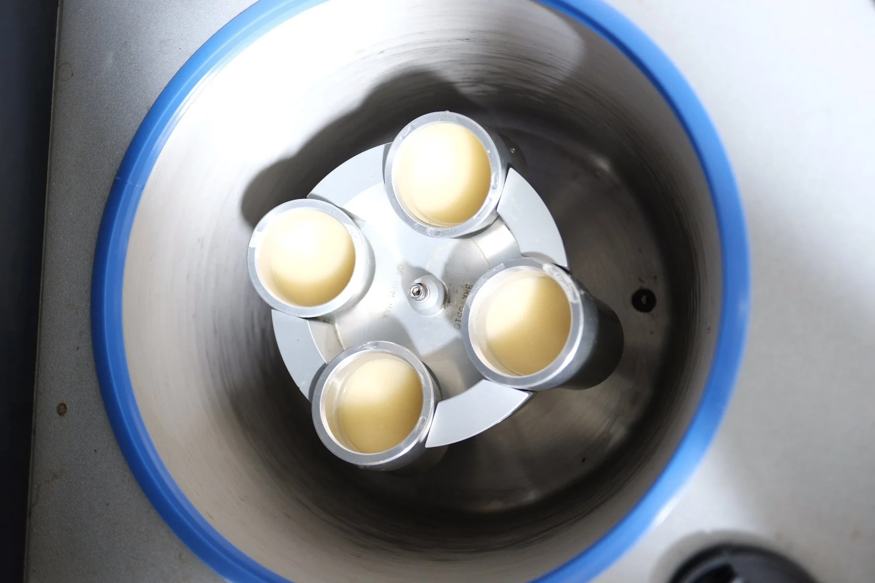 Four small cups filled with a yellowish liquid, arranged in a circle inside a metal container with a blue rim.