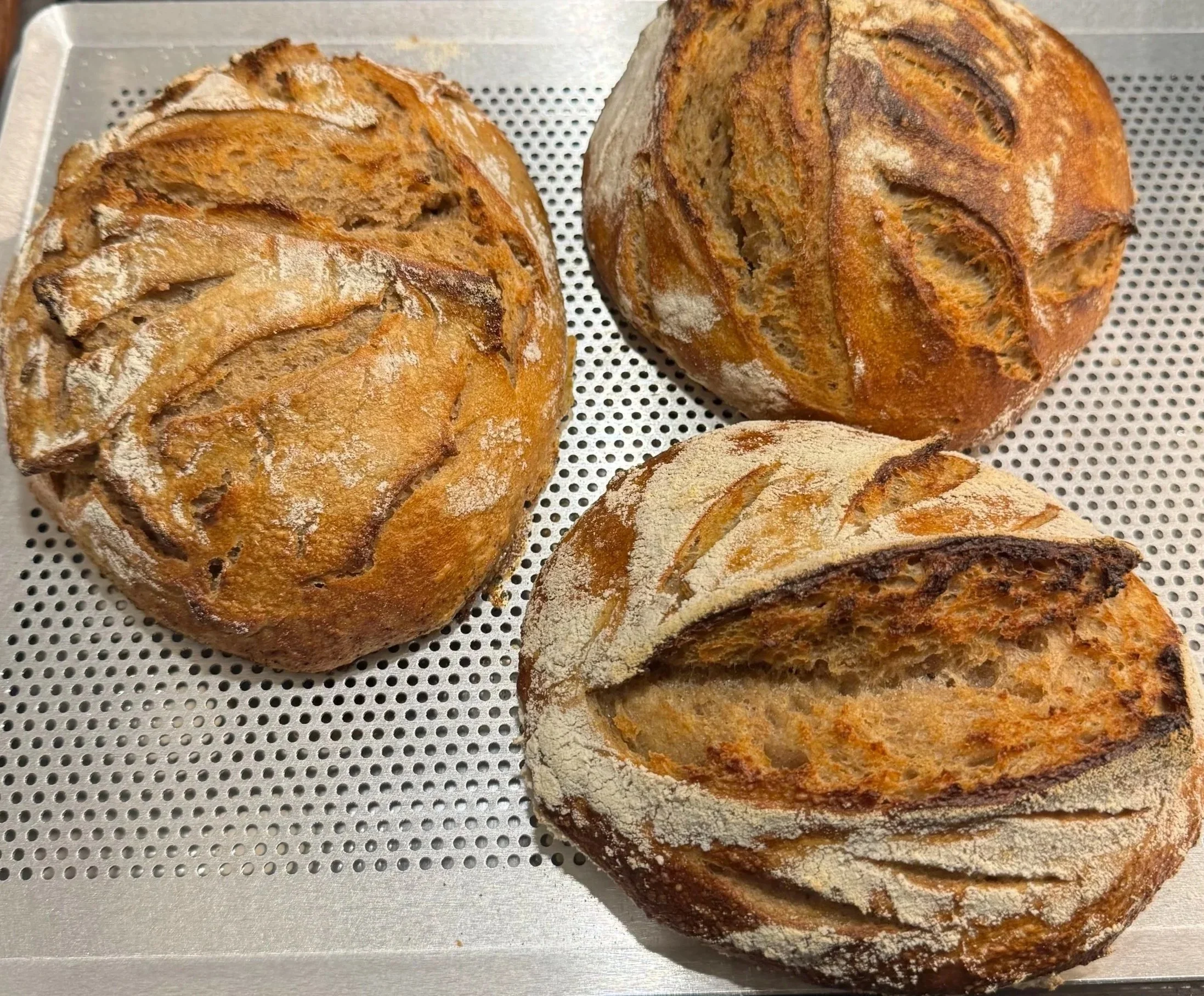 Three round loaves of sourdough bread with scored tops, resting on a perforated metal baking sheet.