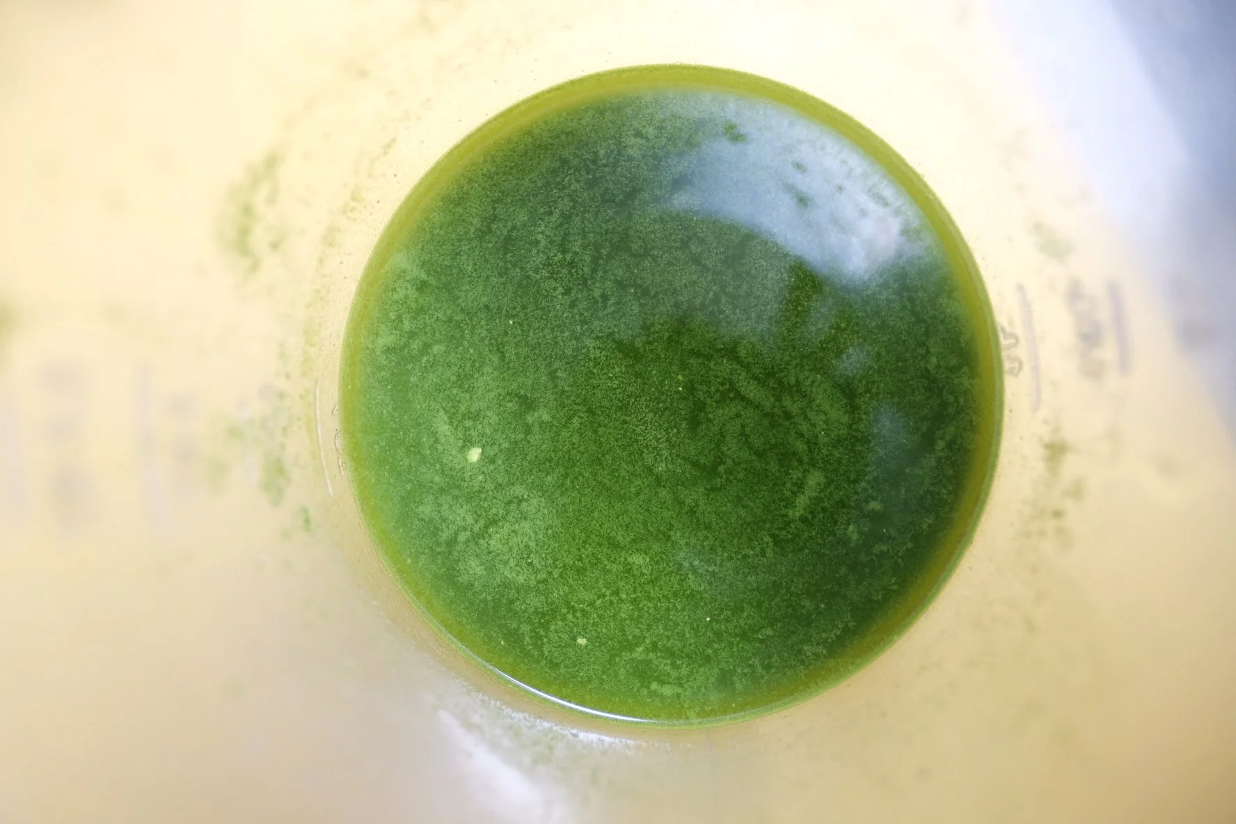 Close-up view of green powder inside a blender or container.