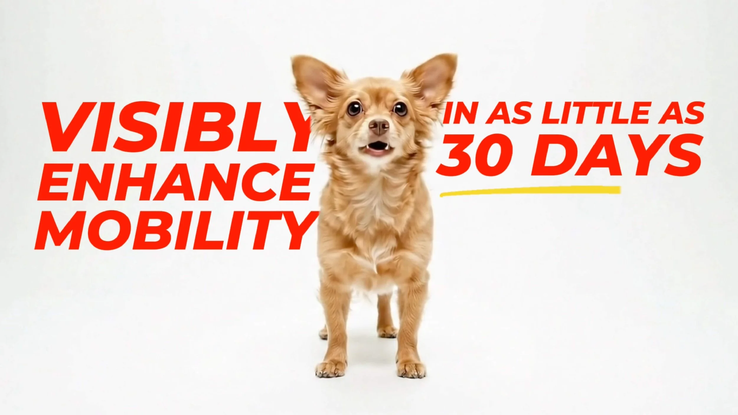 AIMM_campaign_If Your Dog Could Talk_03.jpg