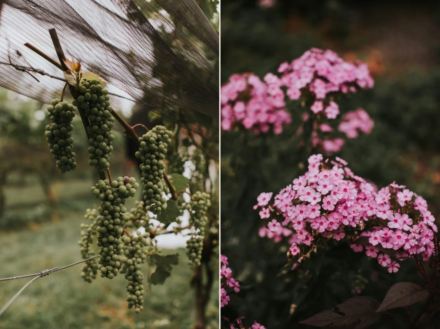 Hudson Valley Wedding Photographer, Red Maple Vineyard Wedding, Catskills Wedding Photographer, Hudson Valley Wedding, Summer Wedding at Red Maple Vineyard