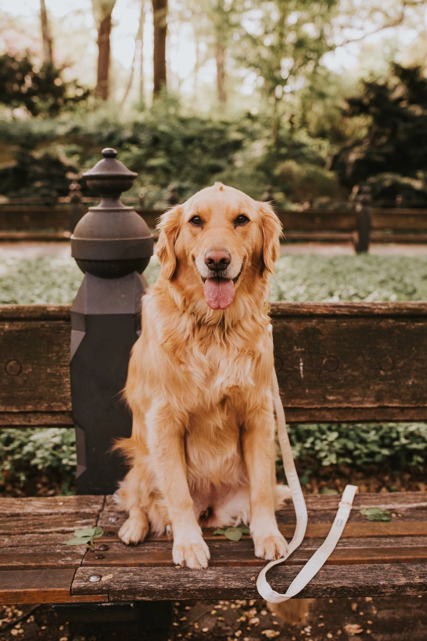 central park engagement photos, new york wedding photographer, central park wedding, hudson valley wedding photographer, central park wedding photographer