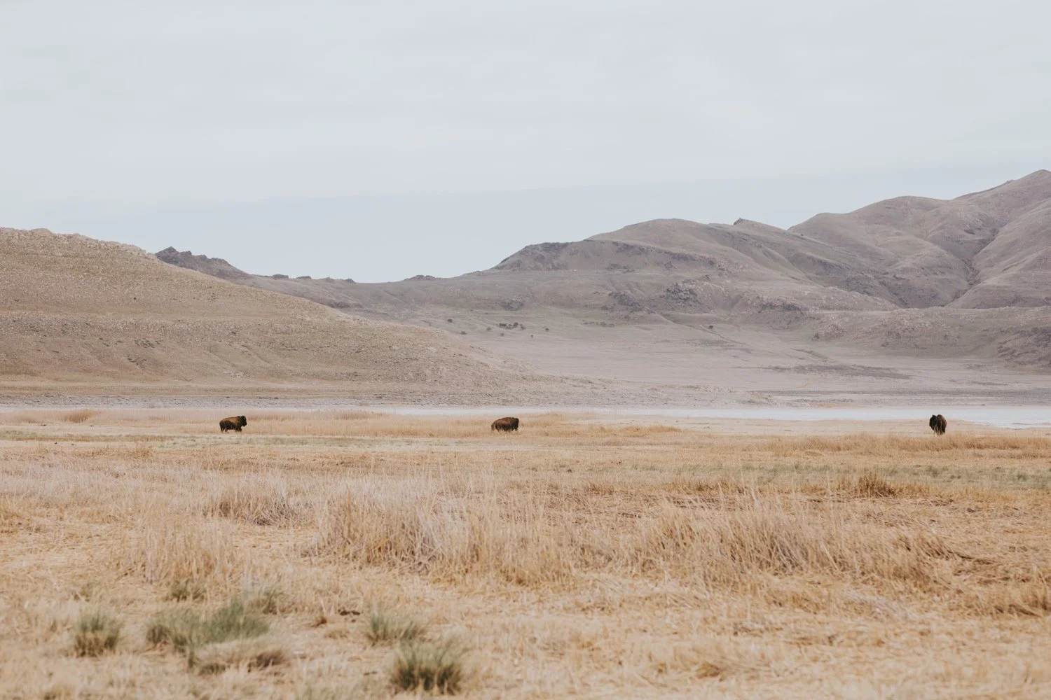 antelope island, antelope island engagement photos, utah wedding photographer, hudson valley wedding photographer, utah wedding