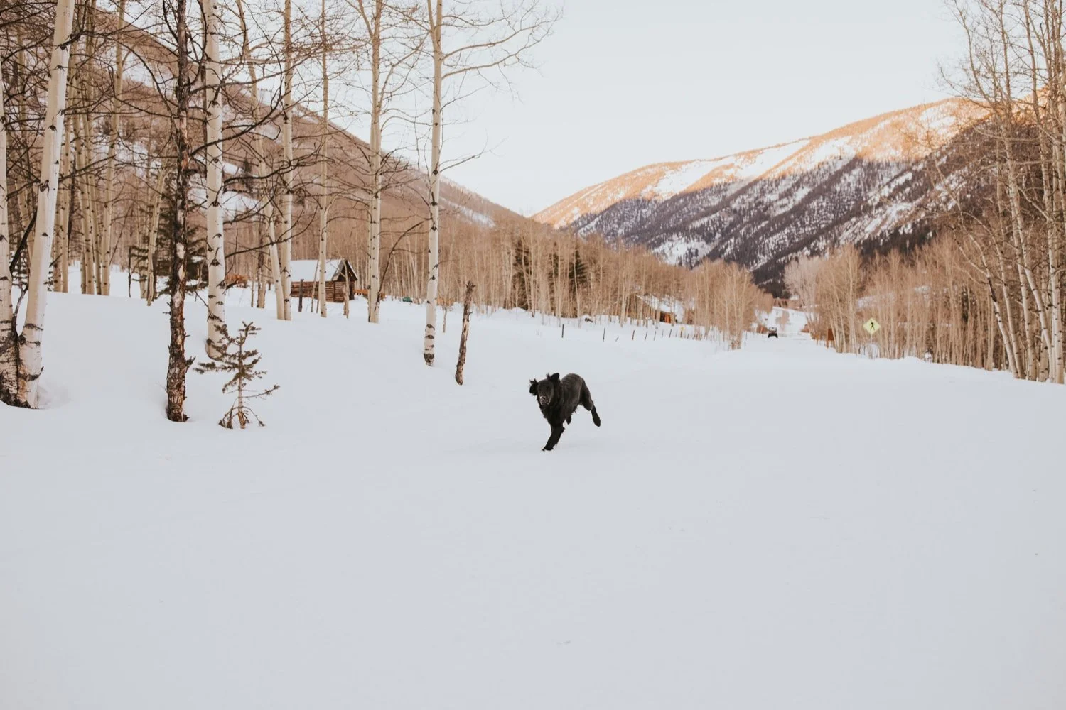 hudson valley wedding photographer, colorado wedding photographer, colorado engagement session, aspen engagement session, colorado wedding, aspen wedding