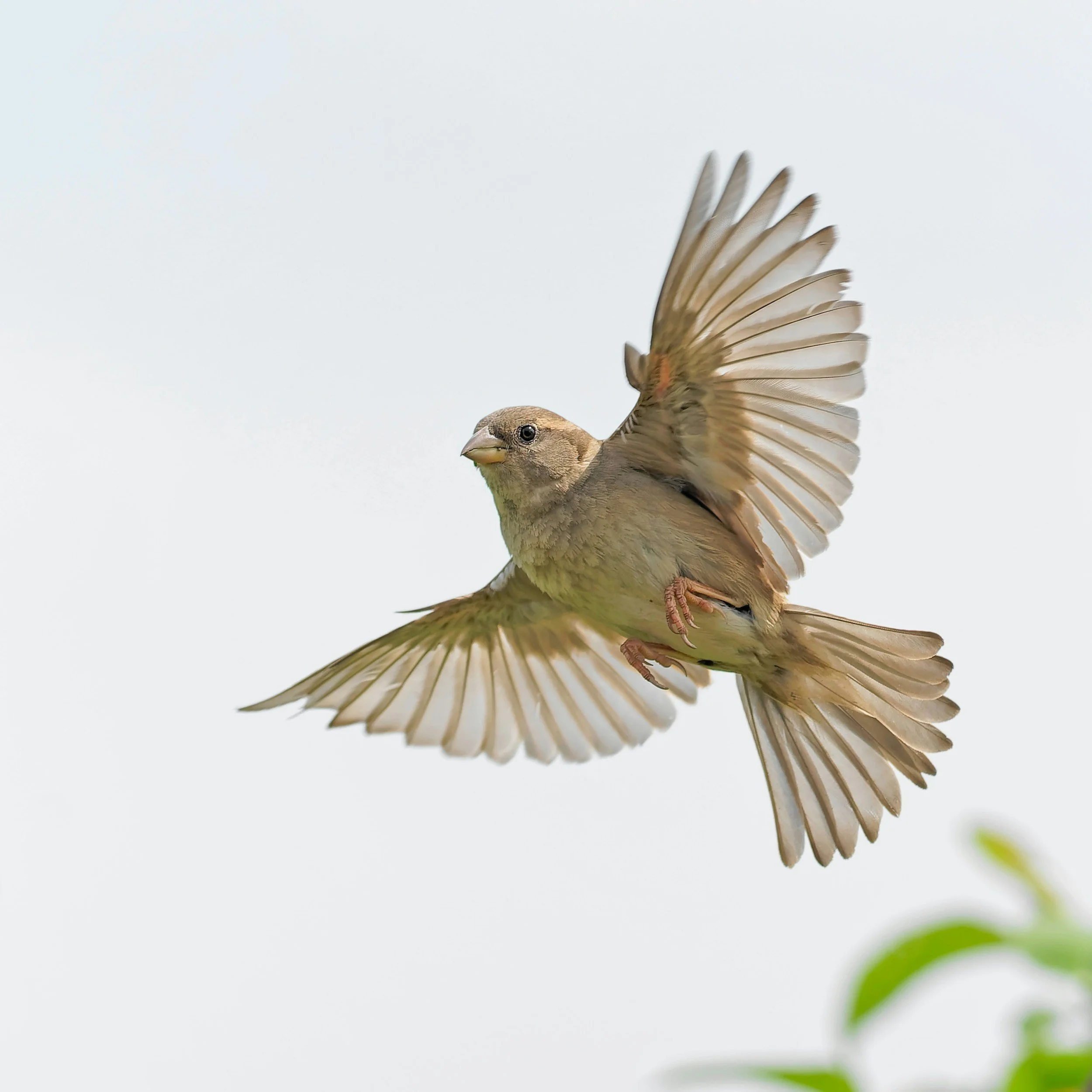 A brown bird flying with wings spread against a pale sky with a small green leaf in the lower right corner.