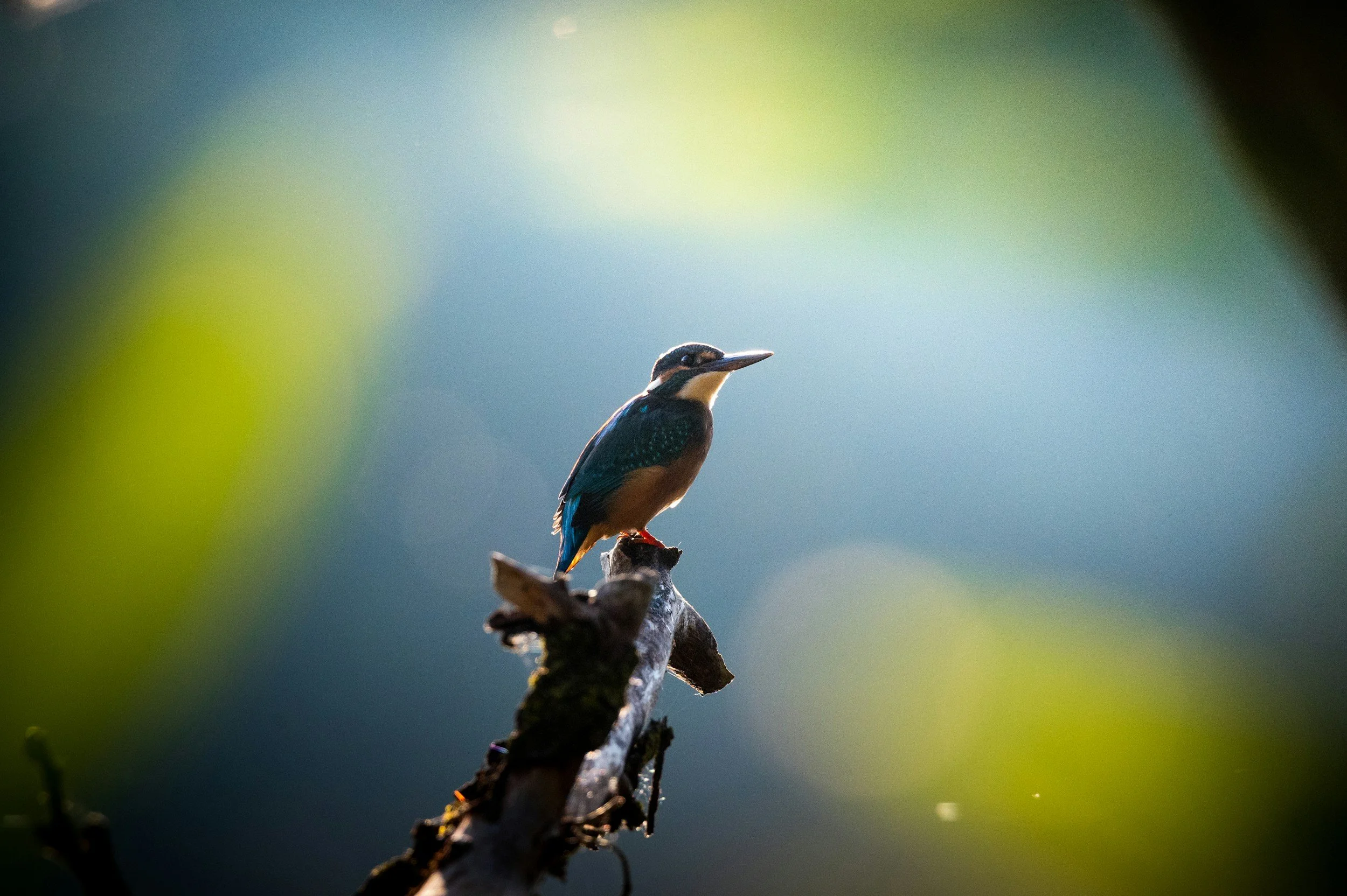 A kingfisher bird perched on a branch with a blurred green background.