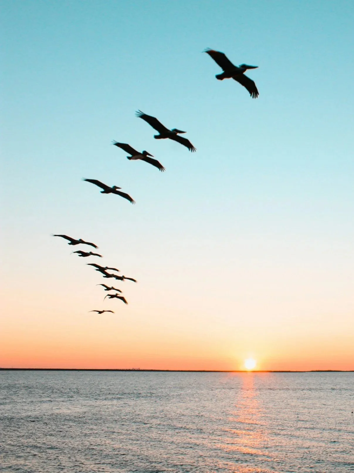 A flock of birds flying over a body of water during sunset.