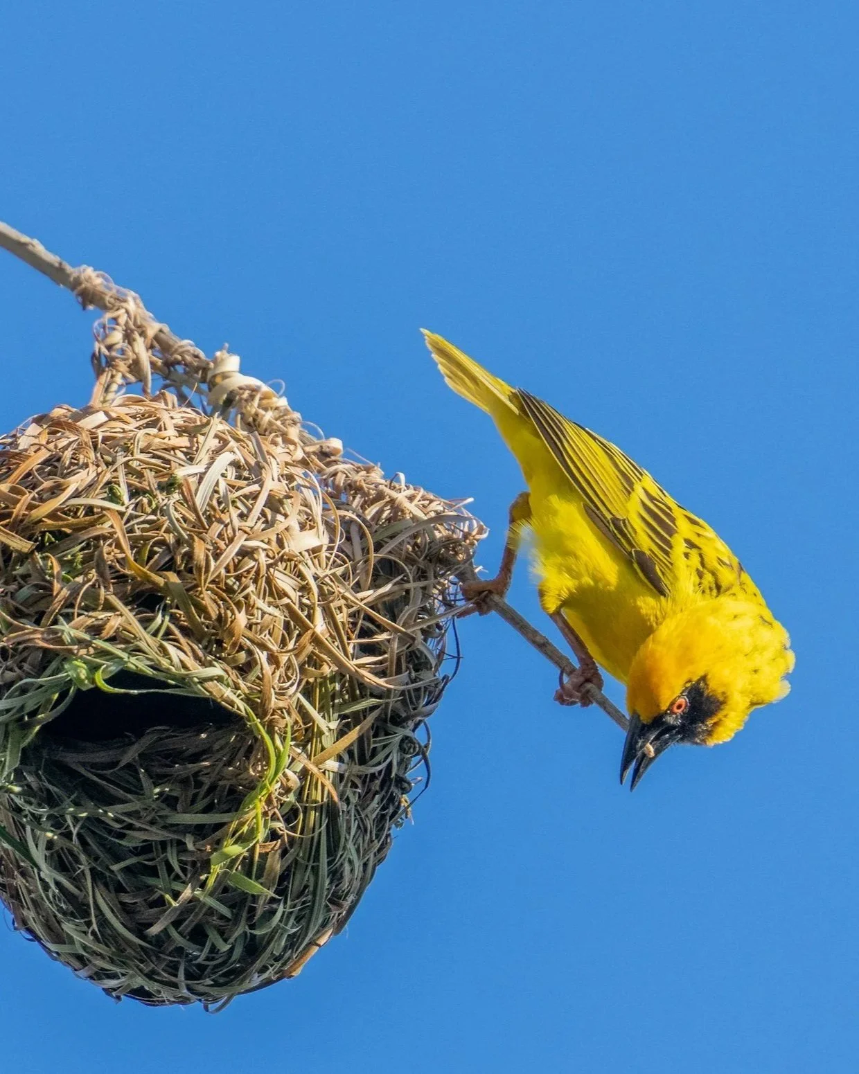 A yellow bird with black markings on its head and wings is hanging upside down from a thin branch, near a nest made of twigs and grass against a clear blue sky.