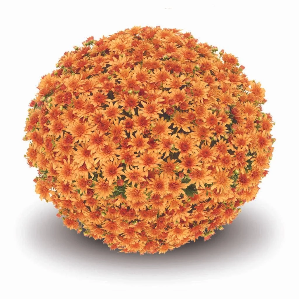 Fonti Orange Mum