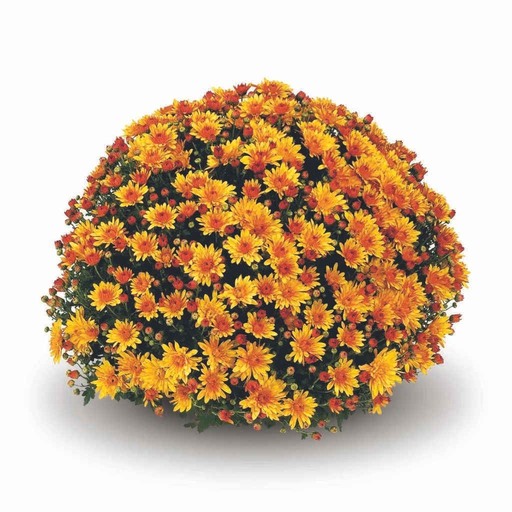 Conaco Gold Mum