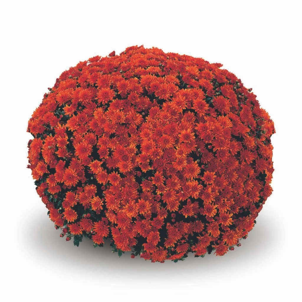 Conaco Orange Mum