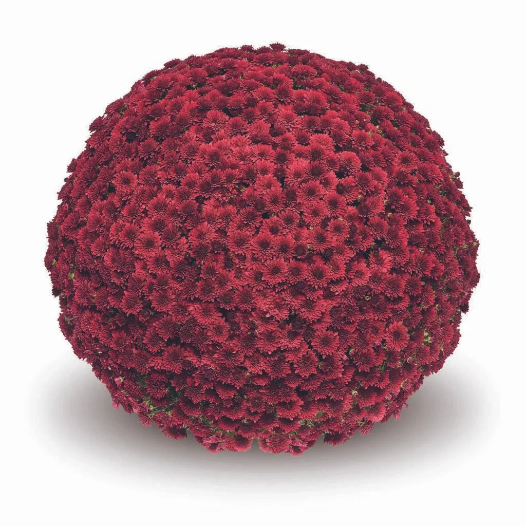 Koko Red Mum