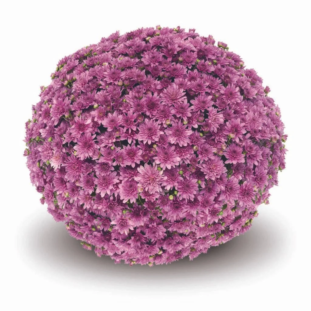 Fonti Dark Pink Mum