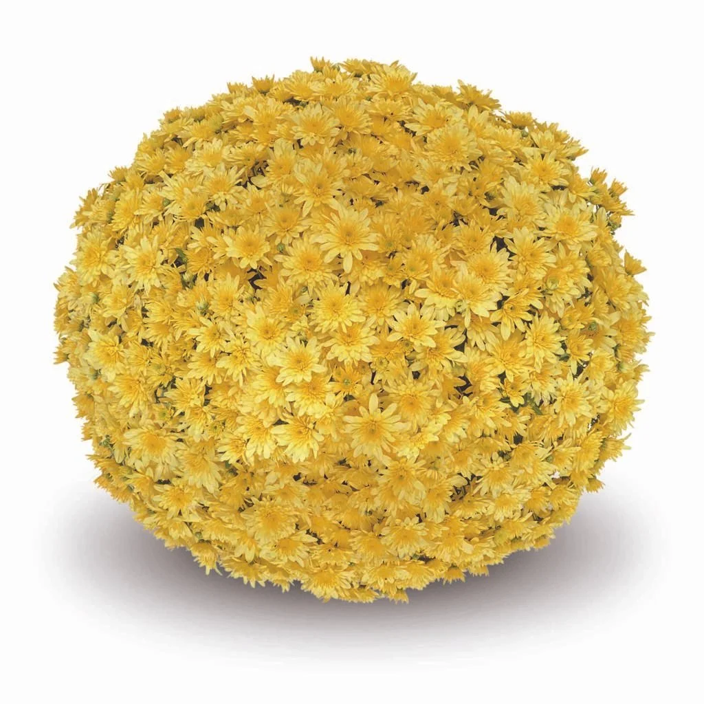 Fonti Yellow Mum