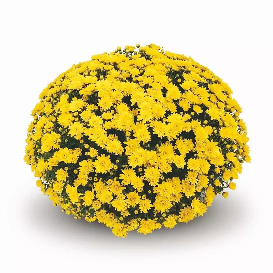 Conaco Yellow Mum