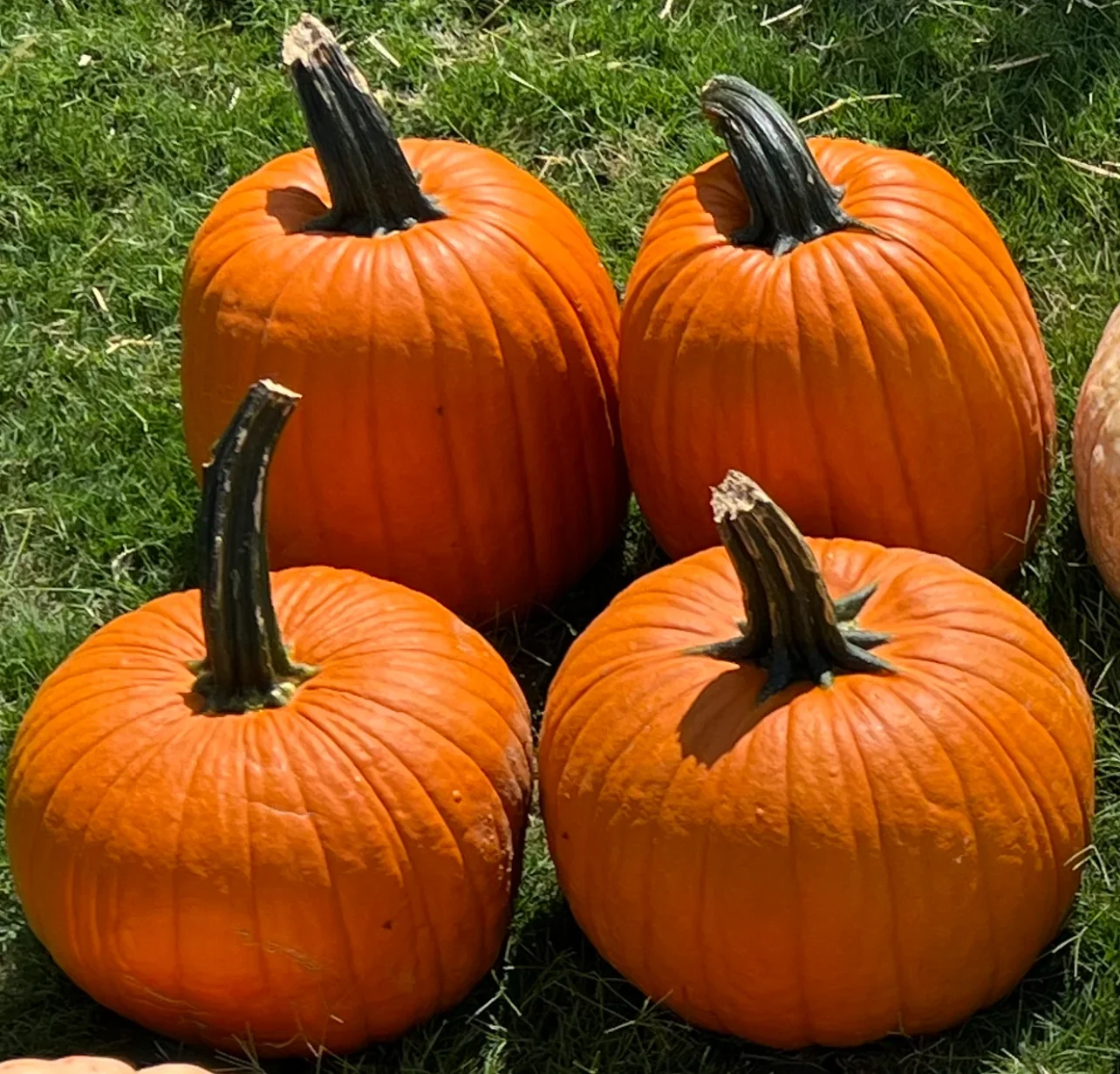 Medium Jack O' Lanterns