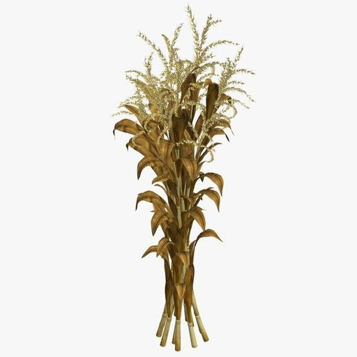 Bundle of Corn stalks