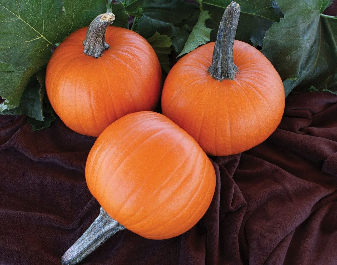 Small Jack O' Lanterns