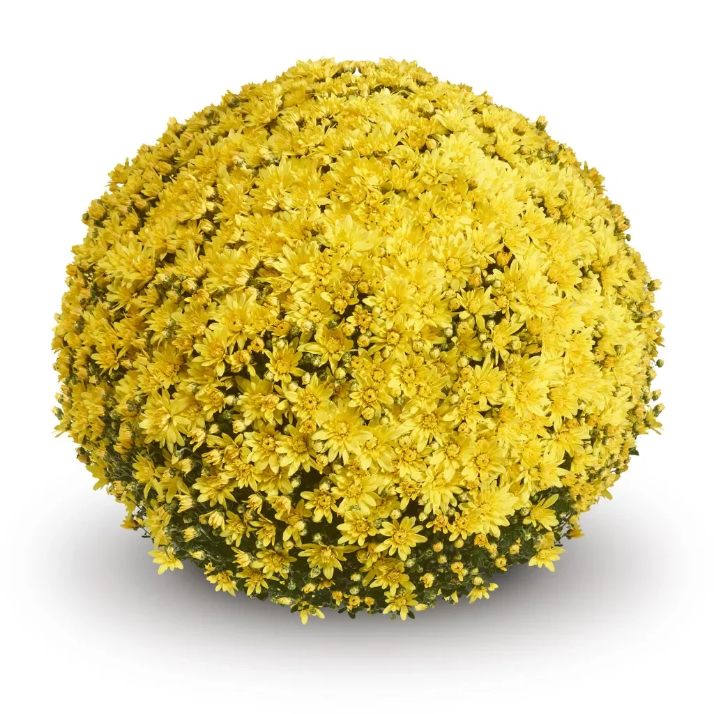 Magness Yellow Mum