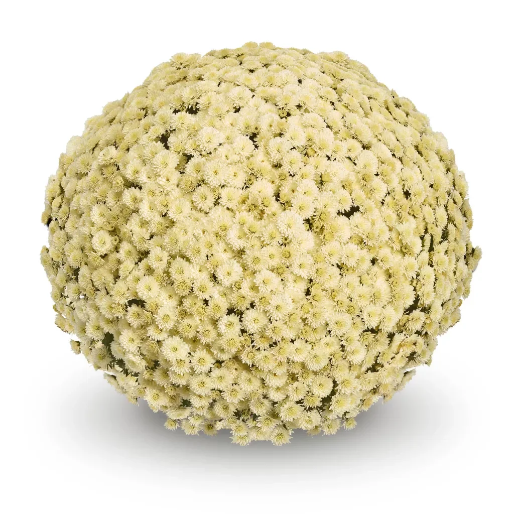 Koko White Mum