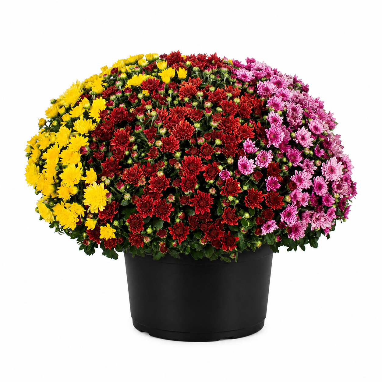 Mixed Mum