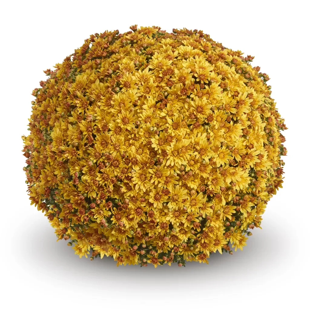 Magness Gold Mum