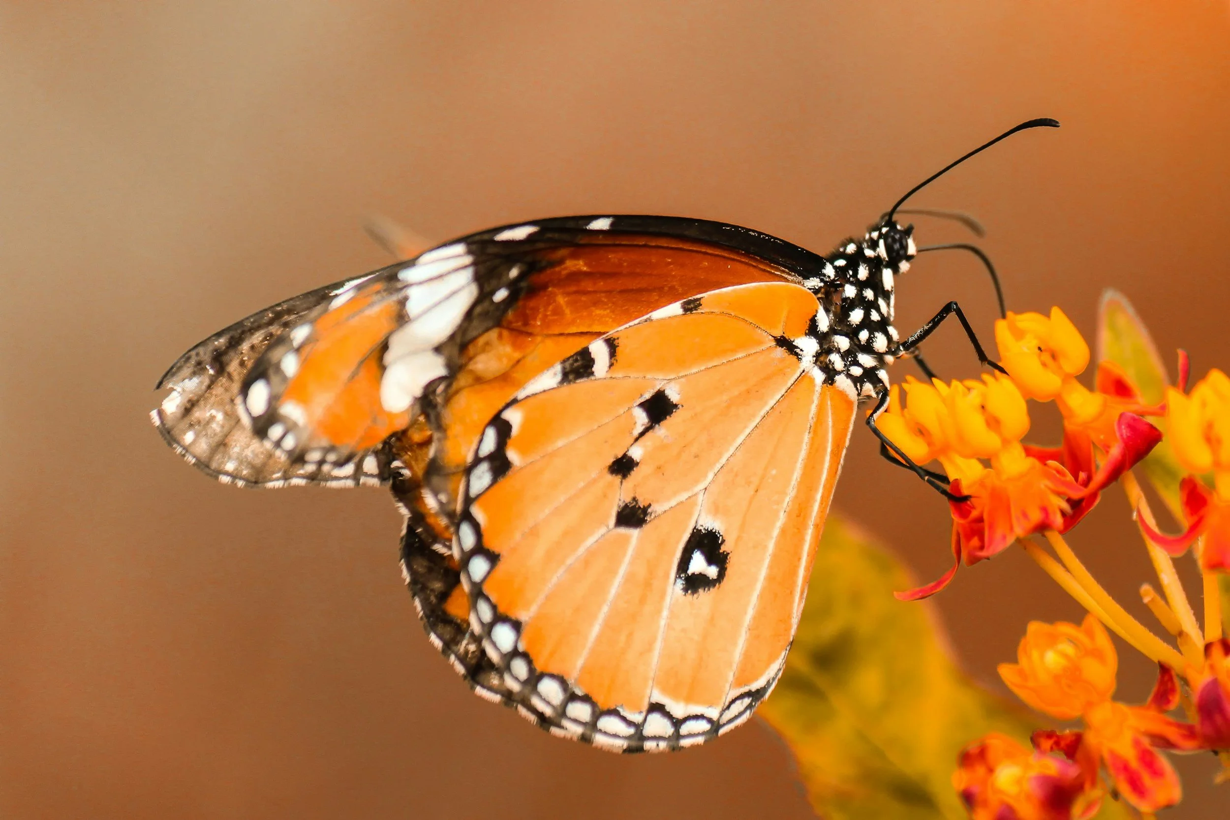 a butterfly sits on a flower