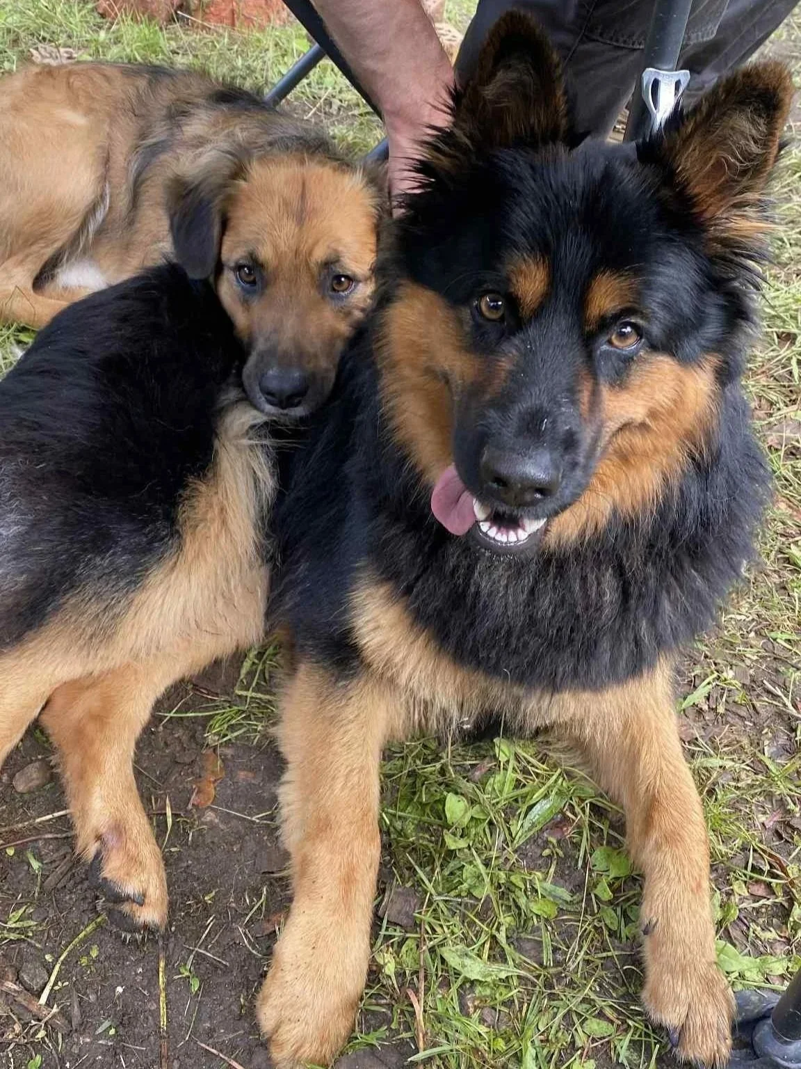 Tre hunde, en stor sort og brunal hund stikker tungen ud, og to mindre brune og sorte hunde ligger ved siden af, på græs og jord.