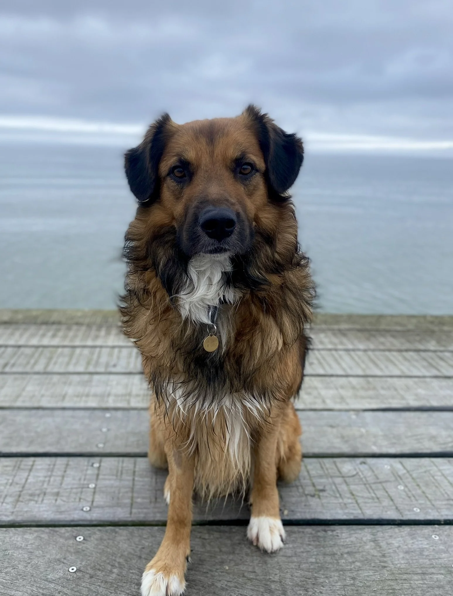 En hund sidder på en træbro ved havet med en overvejende grå himmel i baggrunden.