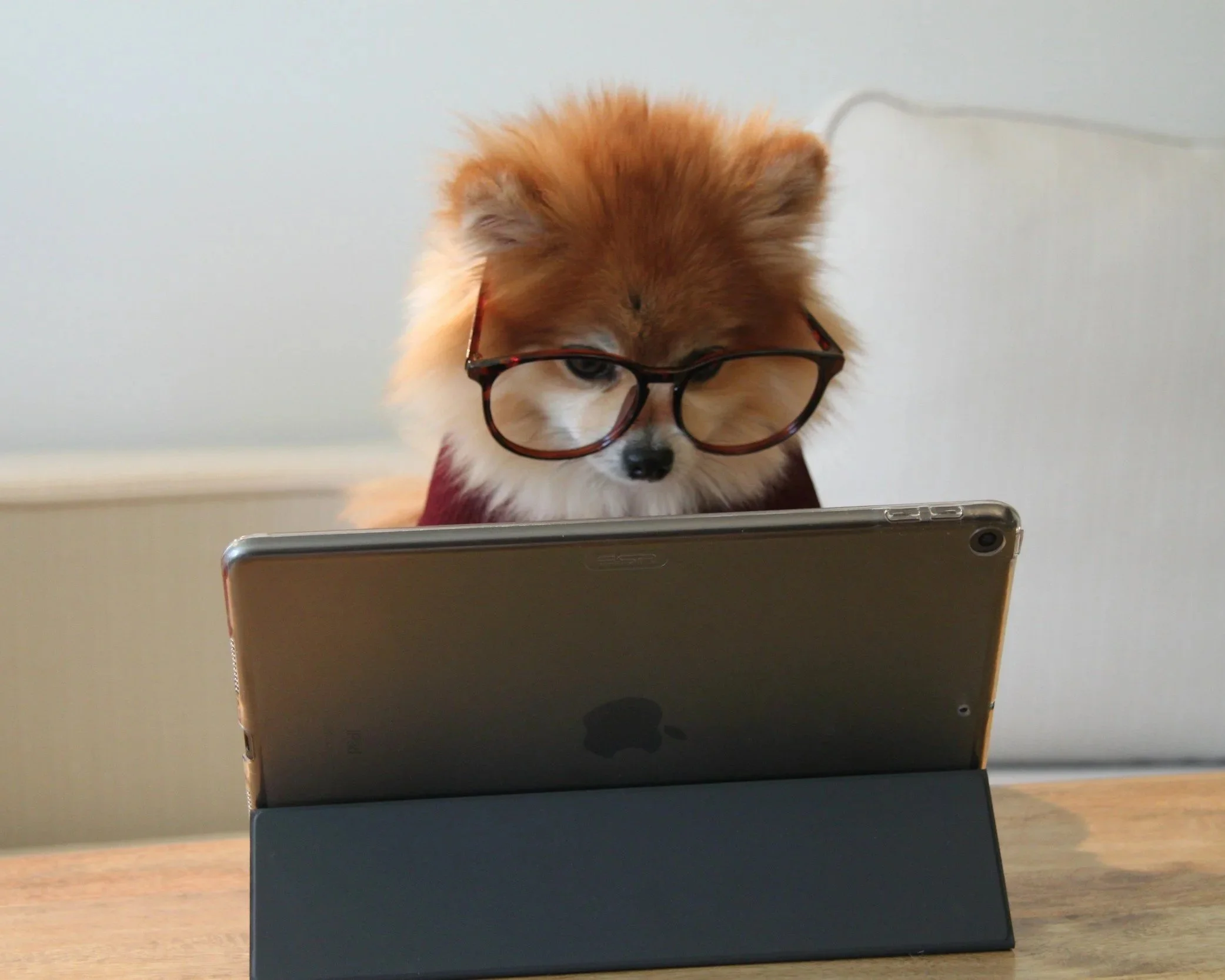 Online konsultation til hundetræning.