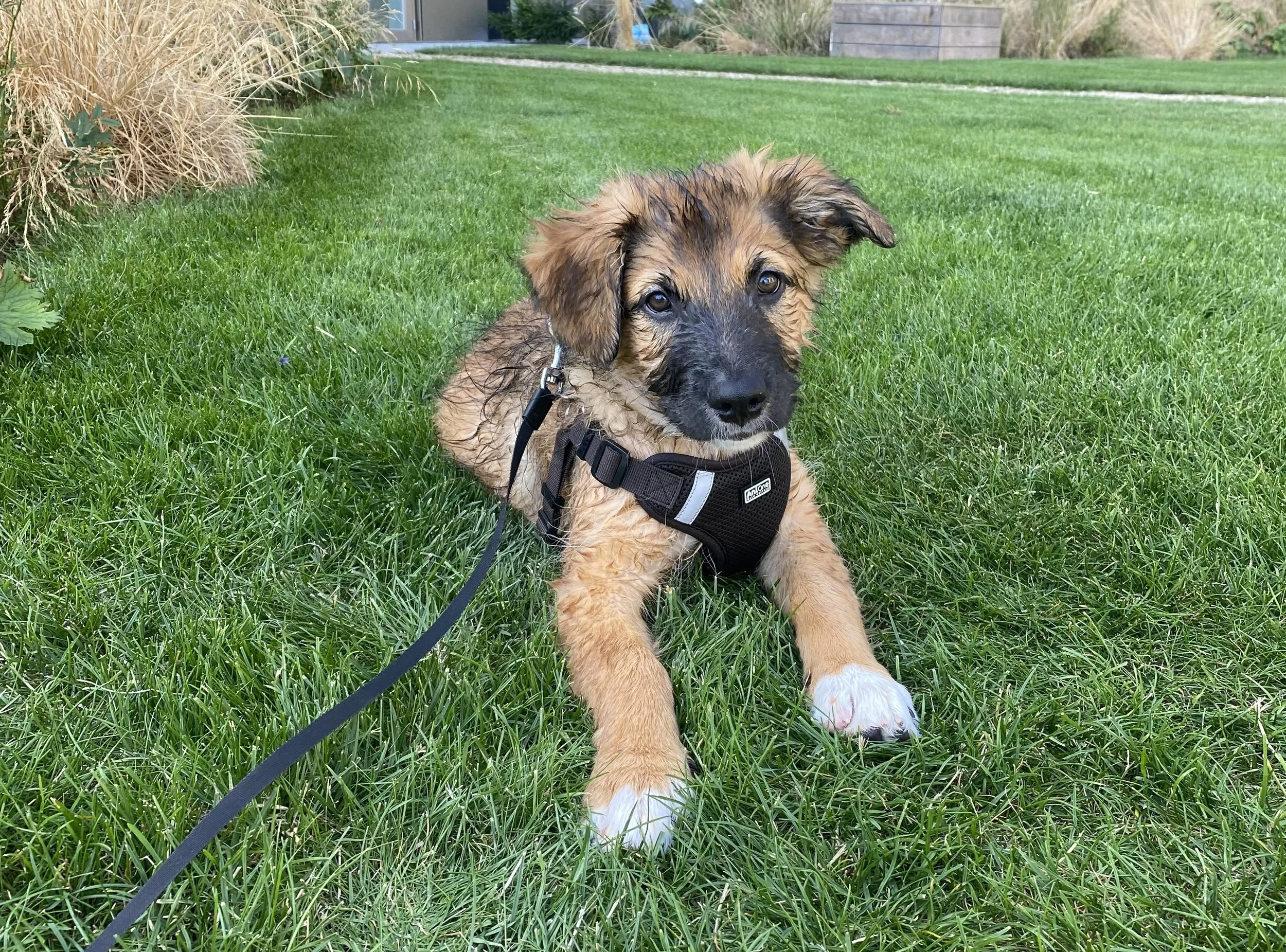 Sød hundehvalp med sort og brunt pels, liggende på grønt græs, iført sort hundesele, i en have med planter i baggrunden.