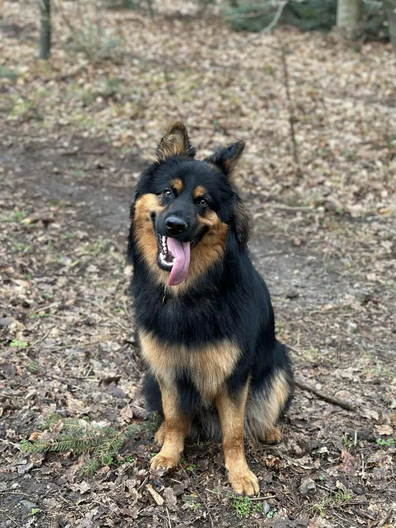 En glad skov-hunde med sort og brunt pels, siddende på jorden i en skov, med tungen hængende ud.