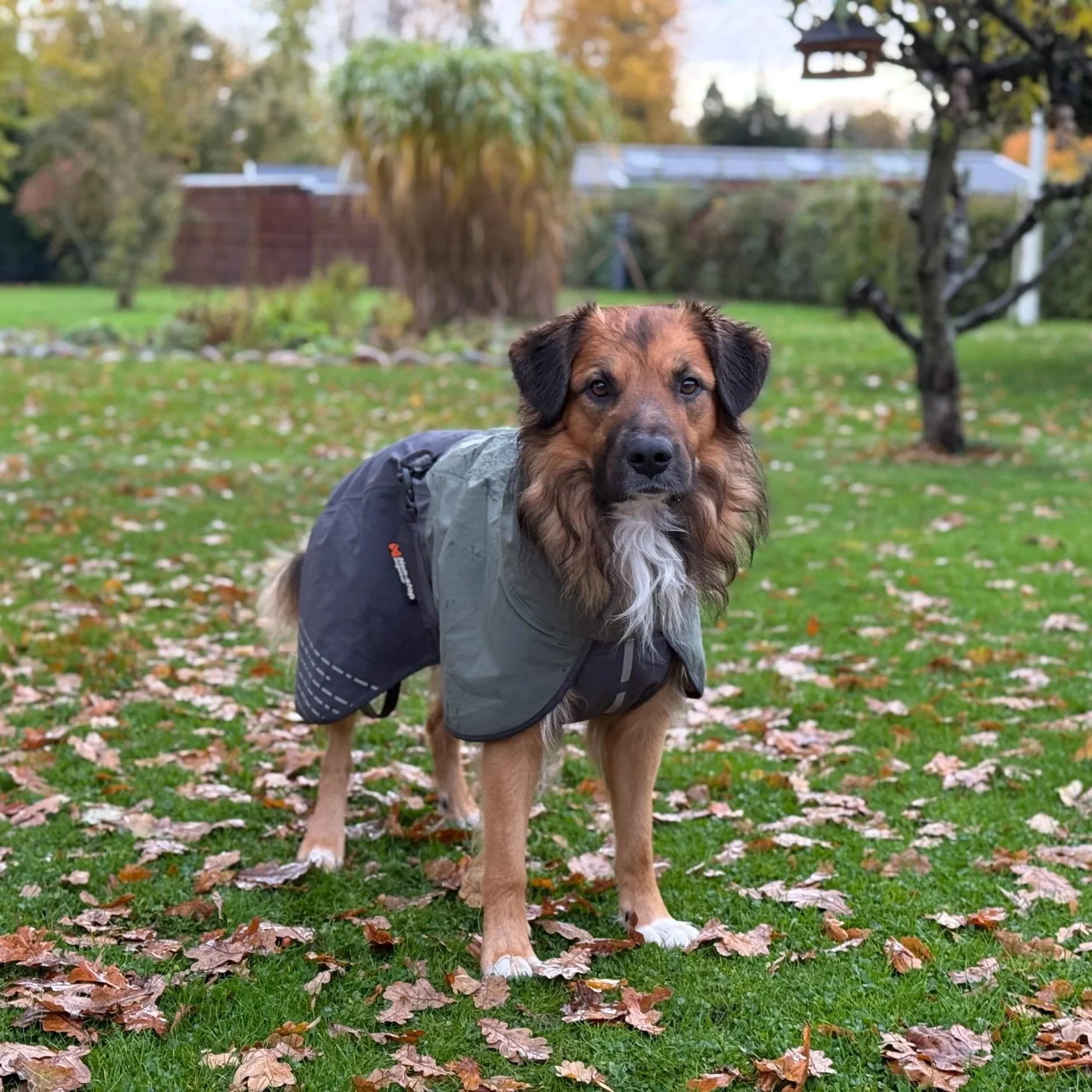Hund med brunt pels og sorte ører, iført en grå og sort regnjakke, står på en græsplæne med efterårsblade, omgivet af mærke og træer.