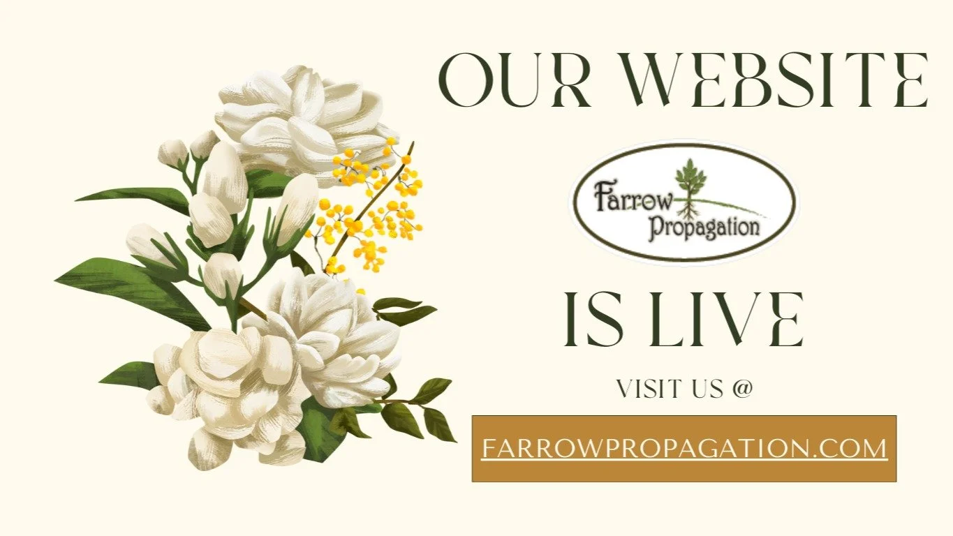 ✨ We&rsquo;ve been growing something new&hellip; and it&rsquo;s finally ready to bloom! 🌱 Farrow Propagation has a refreshed website, designed to make it easier than ever to explore our plants, learn about our propagation process, and connect with u