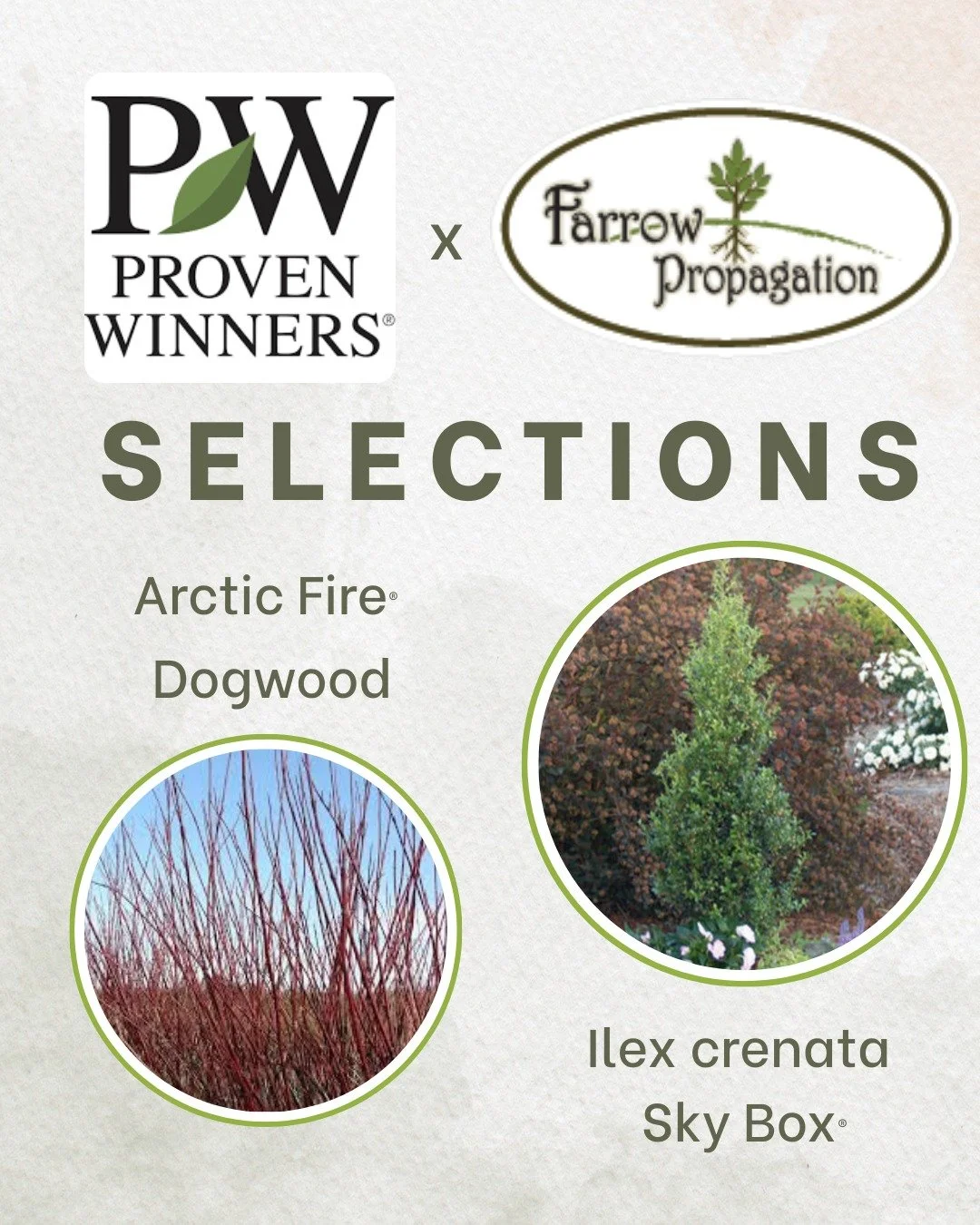 🌿 We are proud to propagate patented selections from Michael Farrow, including Arctic Fire&reg; Dogwood and Ilex crenata &lsquo;Sky Box&rsquo;. Both selections exemplify innovation in plant breeding&mdash;combining unique form, durability, and lands