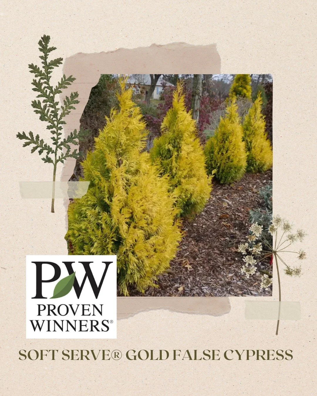 ✨ Introducing Soft Serve&reg; Gold False Cypress, a patented plant from Michael Farrow. With its naturally compact shape and glowing golden foliage, this standout evergreen brings year-round brightness to landscapes. A unique innovation in plant bree
