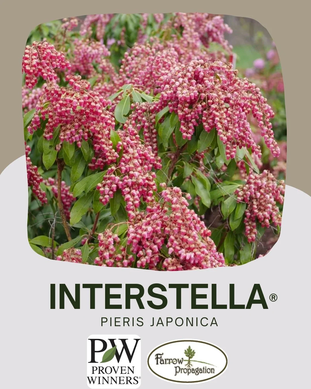🌿🌸 Interstella&reg; Pieris japonica (a patented introduction by Michael Farrow) combines a compact growth habit with evergreen foliage and masses of deep pink buds that open to starry white blooms in early spring. With reliable performance and year