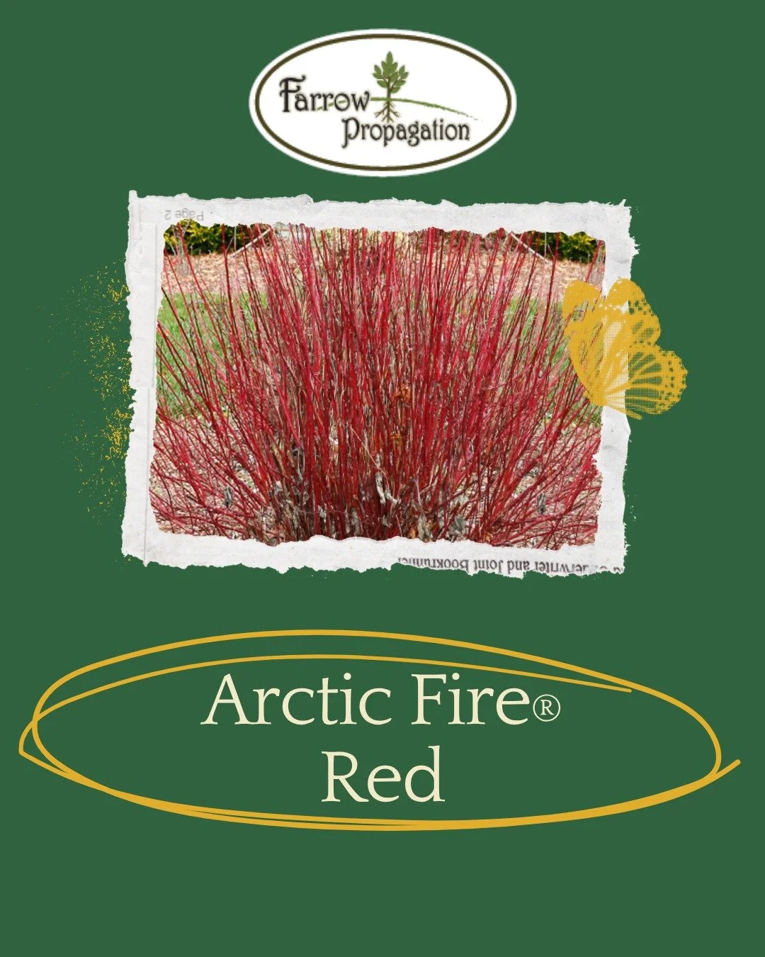 ✨ Arctic Fire&reg; Red &mdash; a brilliant winter standout from plant breeder Michael Farrow. This compact red-twig dogwood brings vivid color and structure to the landscape all season long, with striking red stems that brighten any winter garden. A 