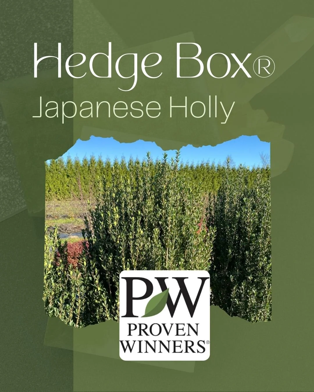 Looking for structure in your garden that lasts all year? 🌿

Hedge Box&reg; Japanese Holly is a compact evergreen shrub that keeps its rich green foliage through every season, giving your landscape a clean, polished look 365 days a year. Its natural