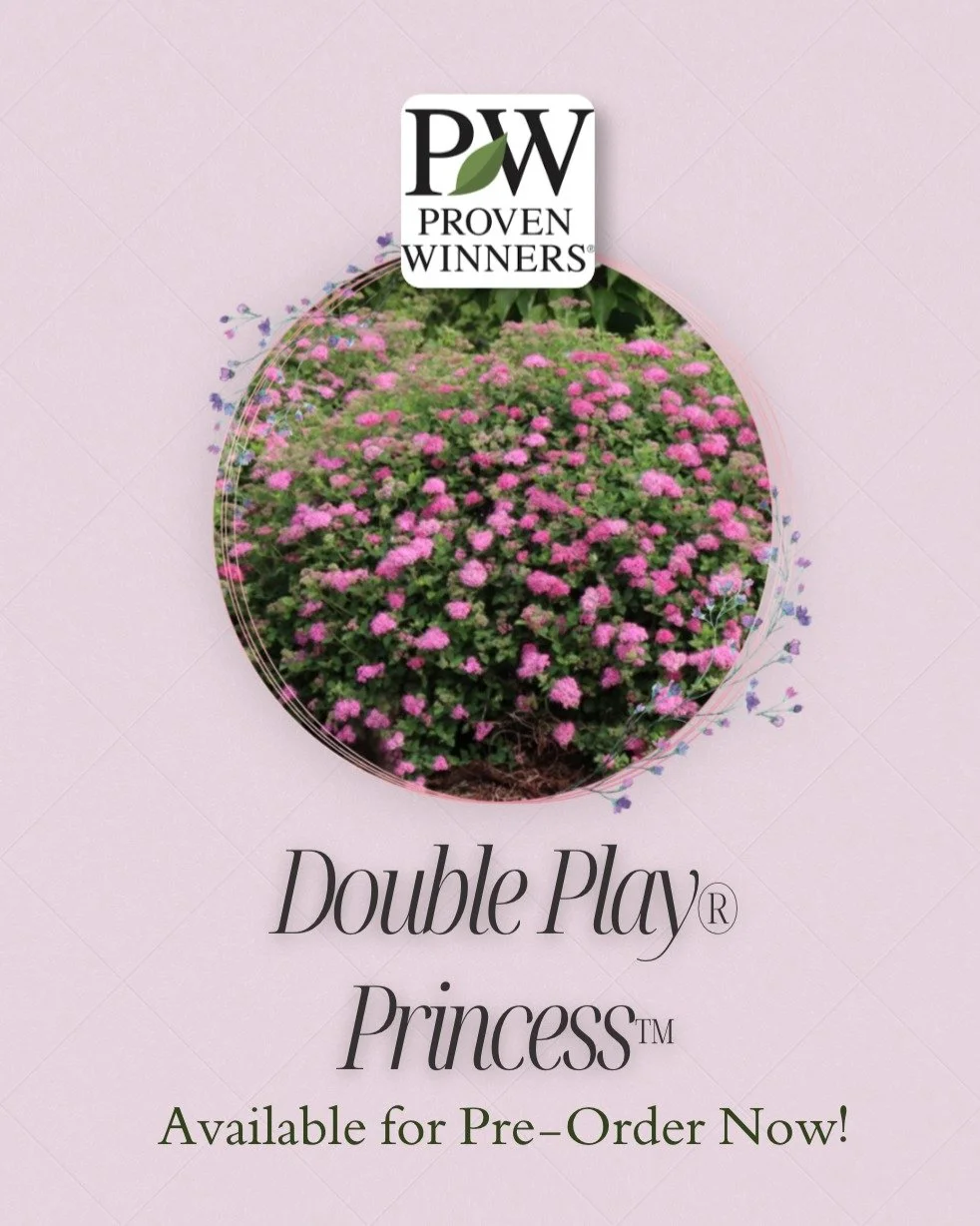 We&rsquo;re excited to introduce a brand-new patent from Michael Farrow &mdash; the stunning Double Play Princess Spirea! 🌸

This compact, low-maintenance shrub features a dense, rounded habit and abundant dark pink blooms that brighten borders, lan