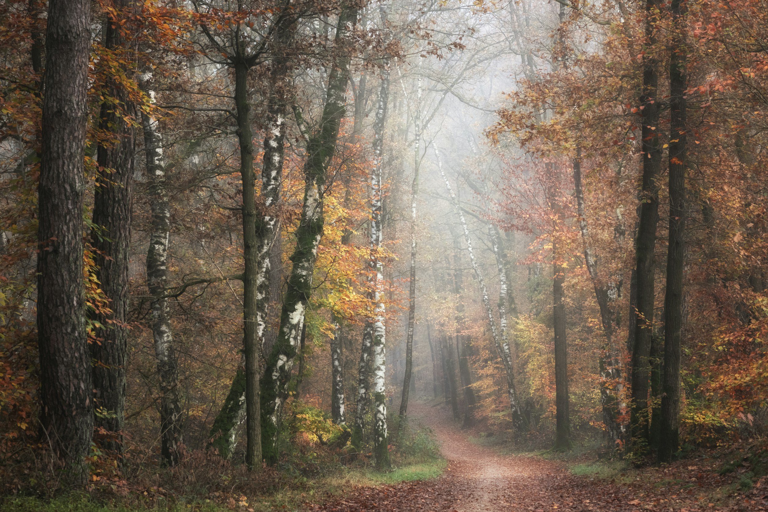 Step Away from the Rush and into the Stillness of the Forest